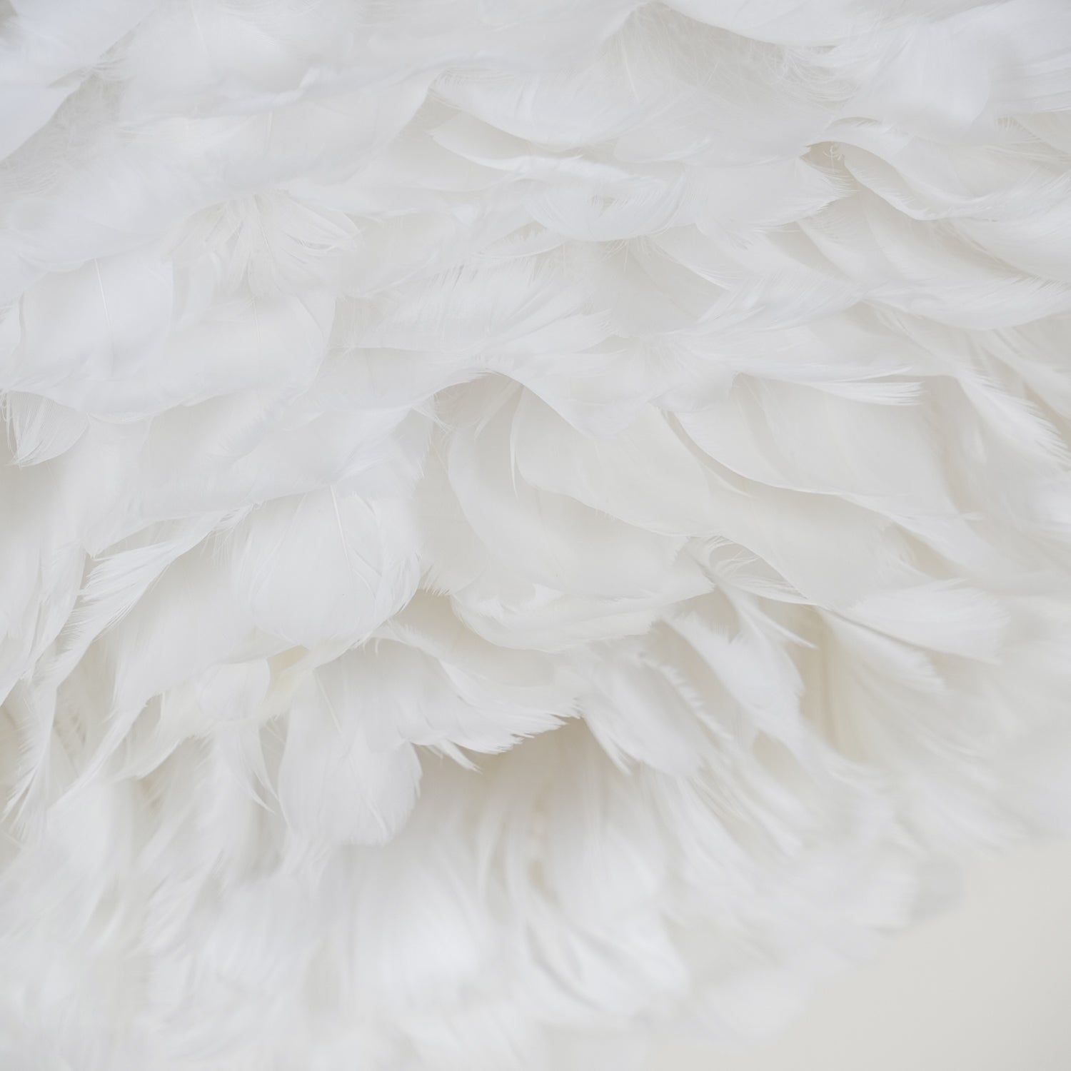 Feathered Ceiling Light