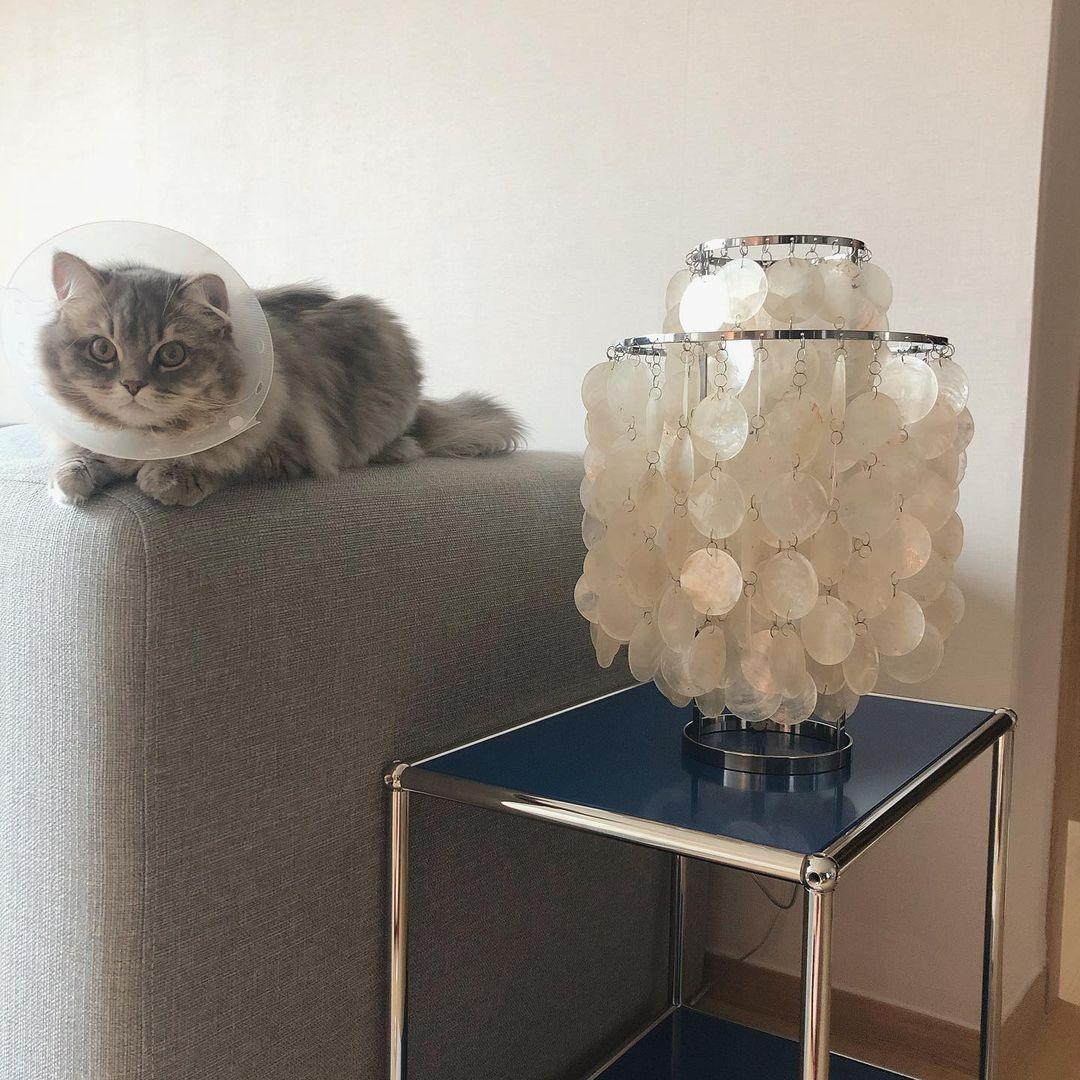 Shell Table Lamp 11.8