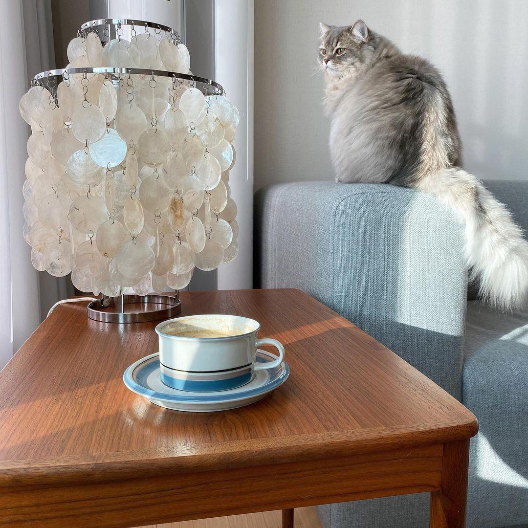 Shell Table Lamp 11.8
